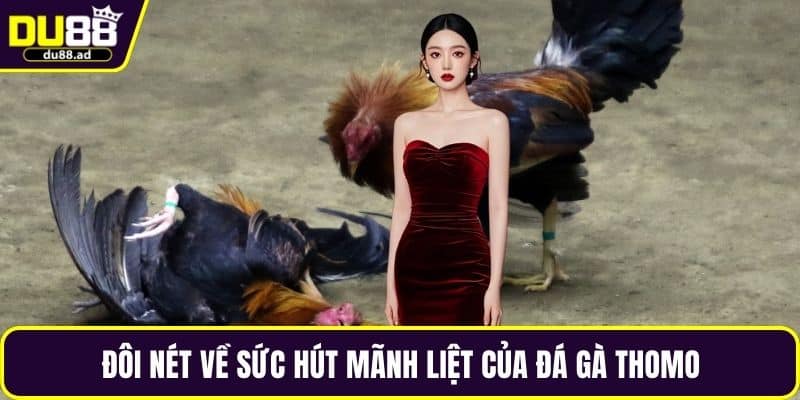 Đôi nét về sức hút mãnh liệt của đá gà Thomo
