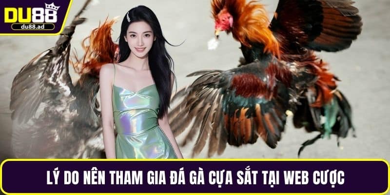 Lý do nên tham gia đá gà cựa sắt tại web cược